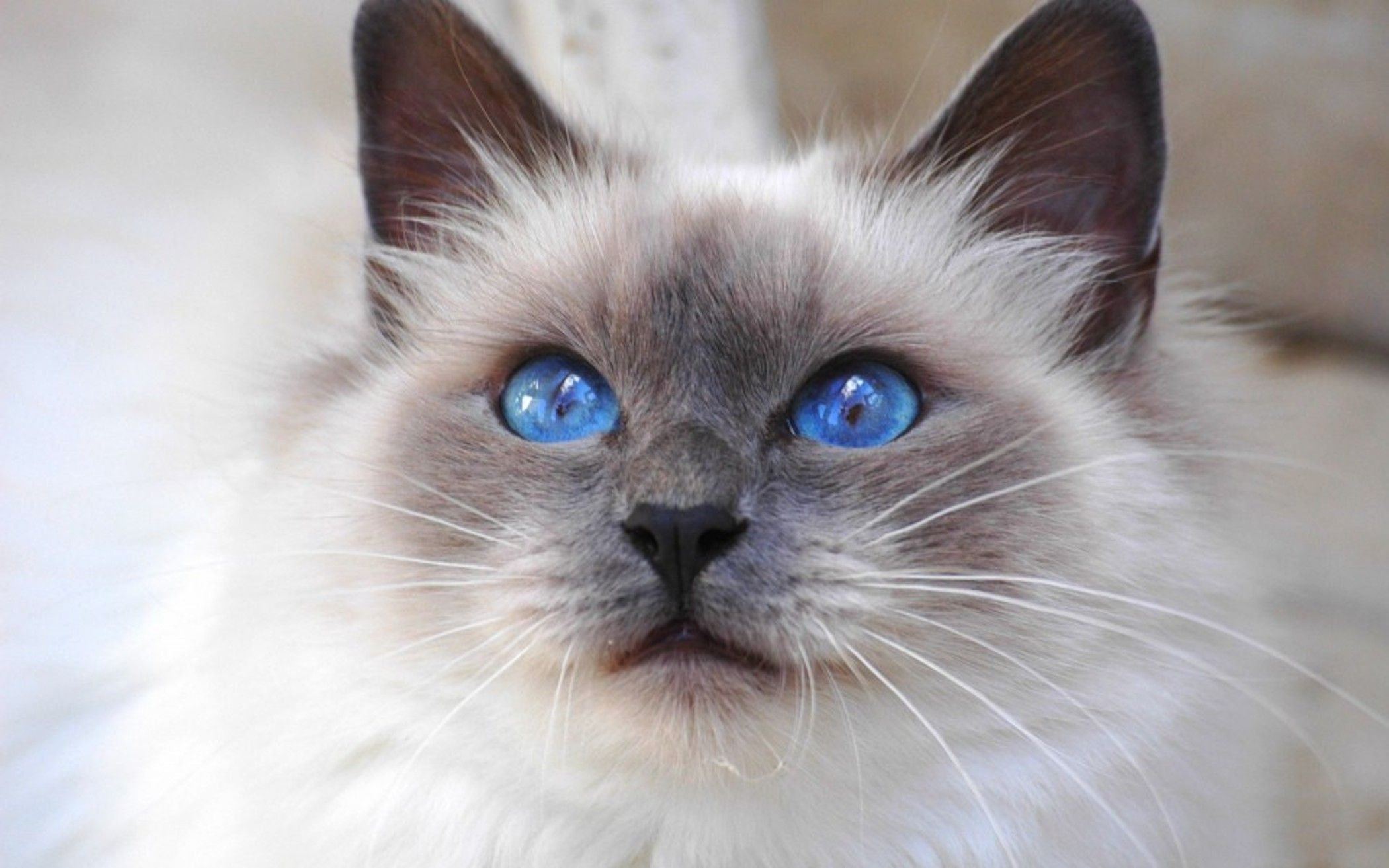 Birman Blue Eyed Cat Wallpaper Cat Downloads