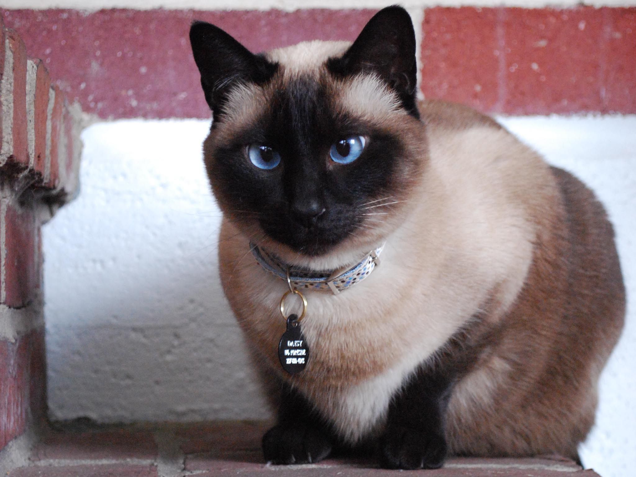 Beautiful Blue Eyed Siamese Cat Wallpaper And Image
