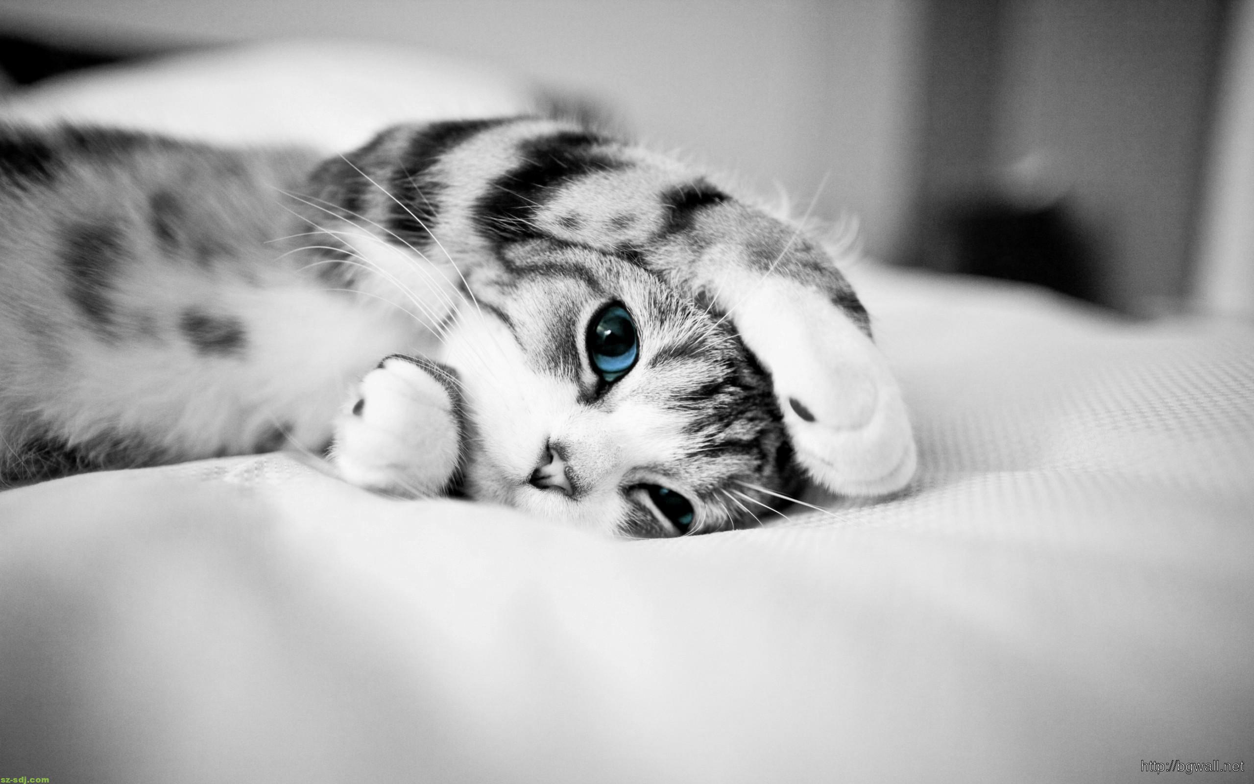 Cat Blue Eyes Cute Animal Wallpaper HD
