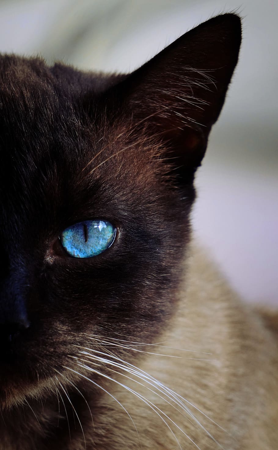 HD wallpaper: closeup photograph of Siamese cat, blue, eye, pets
