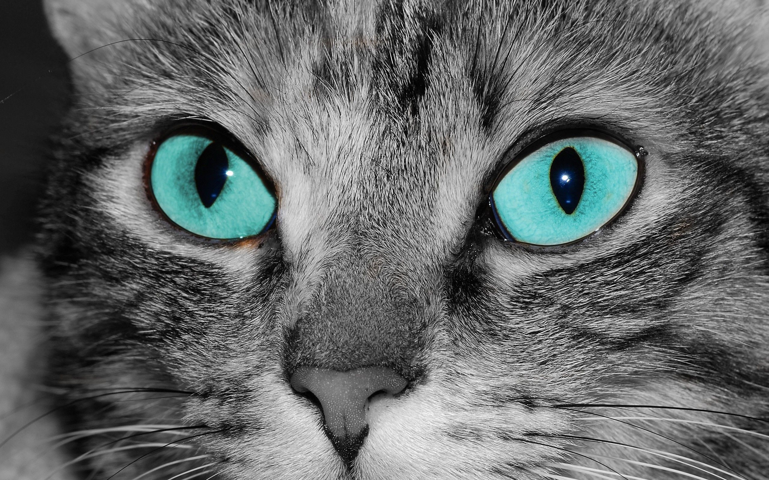 Blue Eyed Cat Wallpaper And Image, Picture, Photo