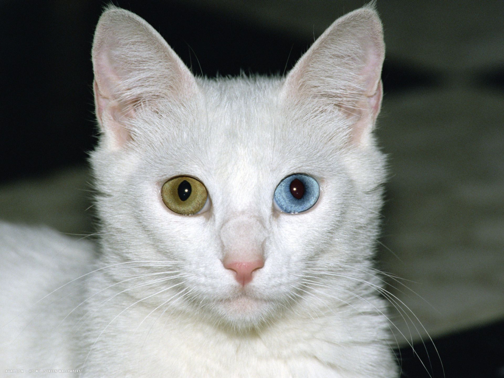 felis catus white adult cat with one blue eye and one brown eye