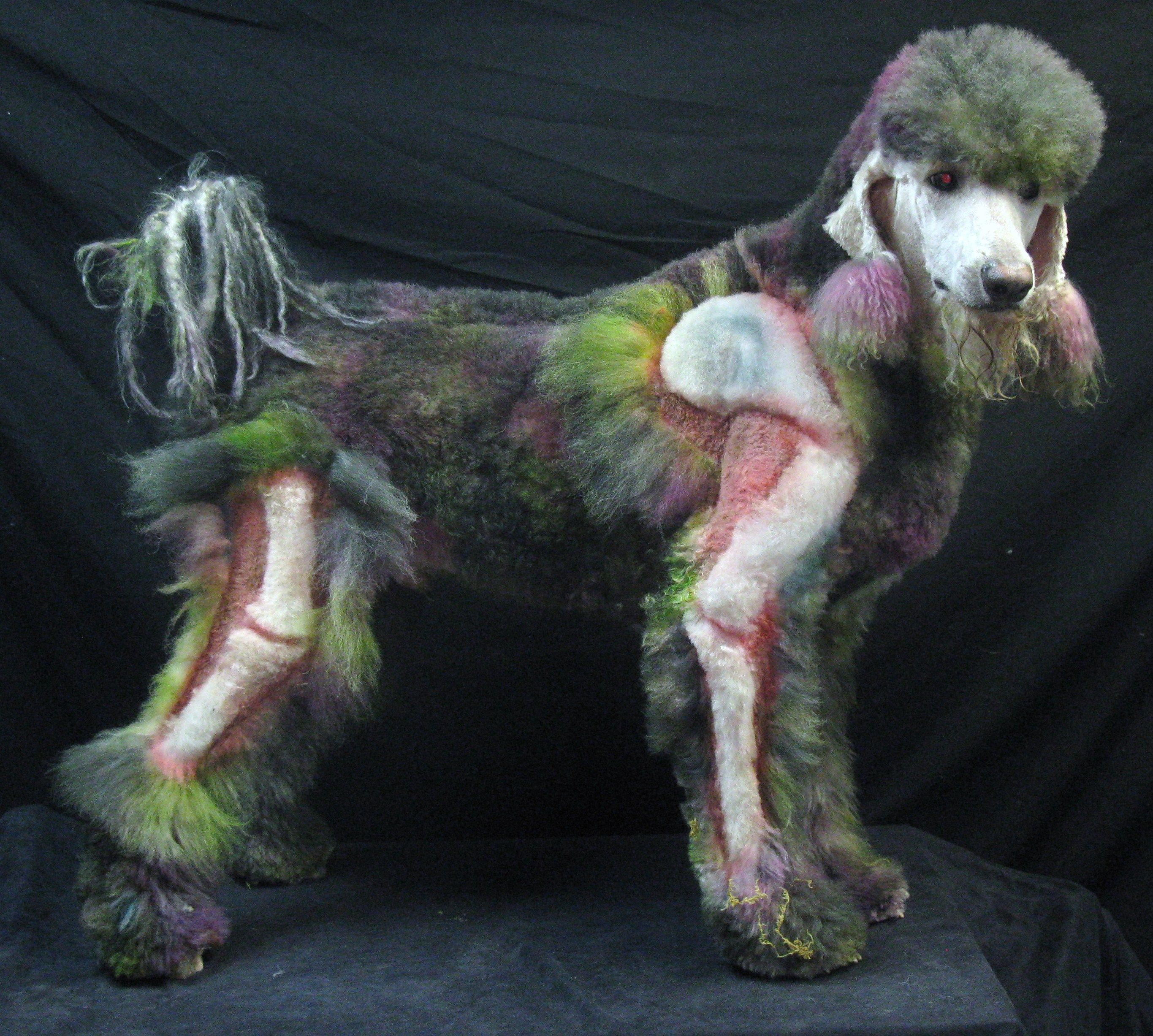Photo Poodle dog grooming Animals 2731x2454