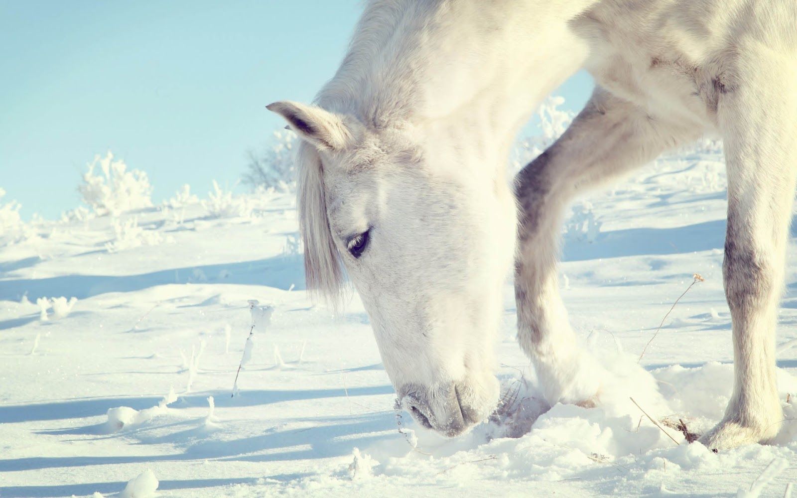 Horse searching for food under snow. HD Animals Wallpaper
