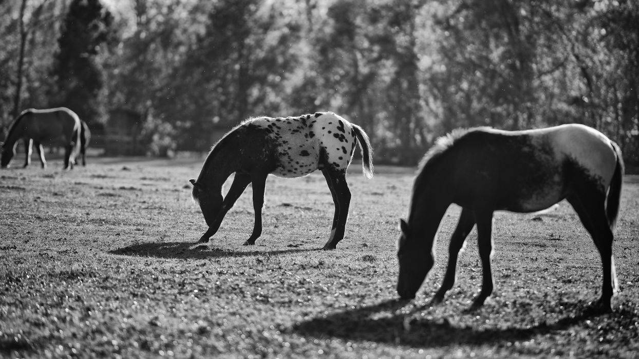 Animals horses black white landscapes pasture fields farm grass