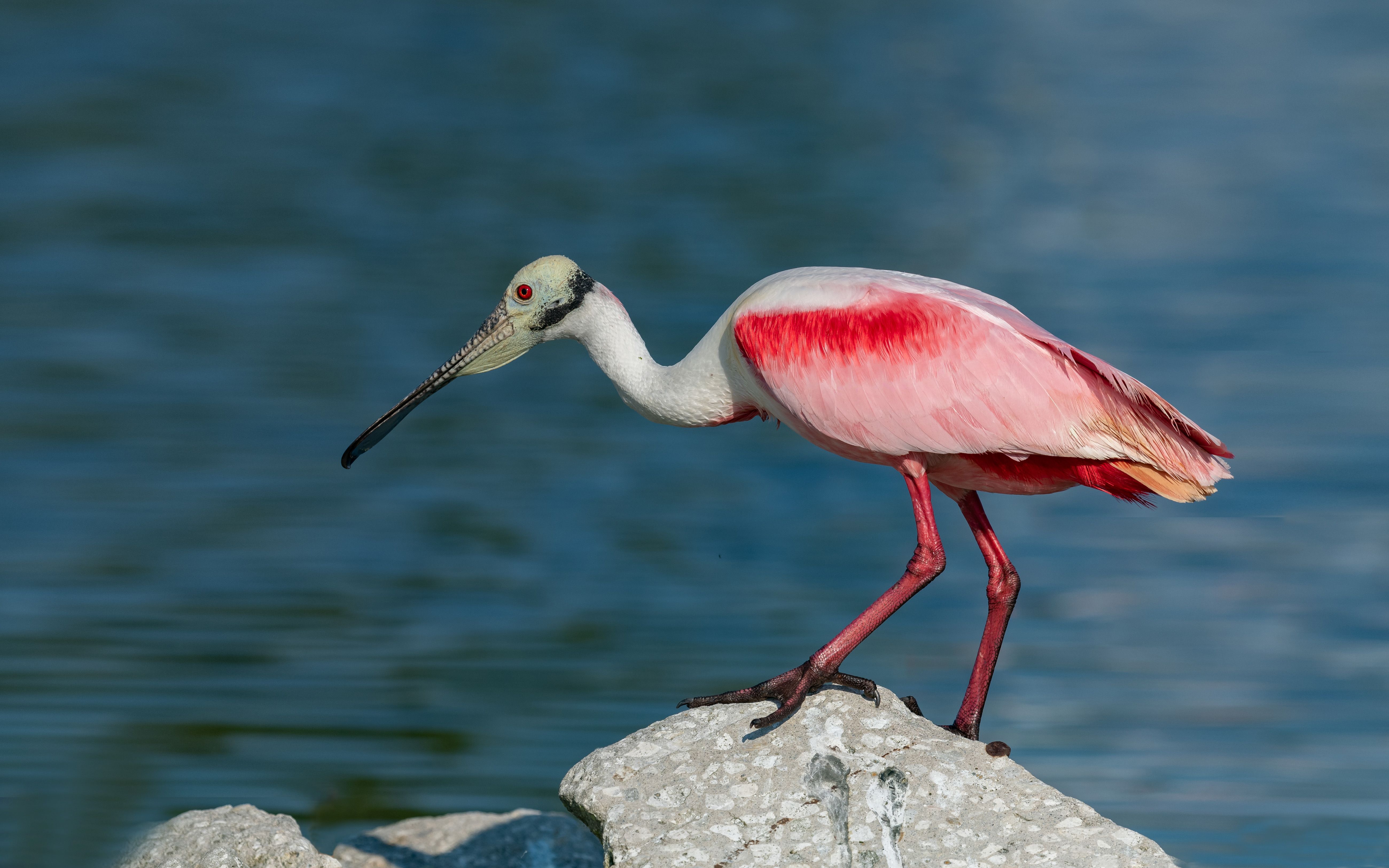 Roseate Spoonbill In Quest For Food Popular Birds In Florida Birds