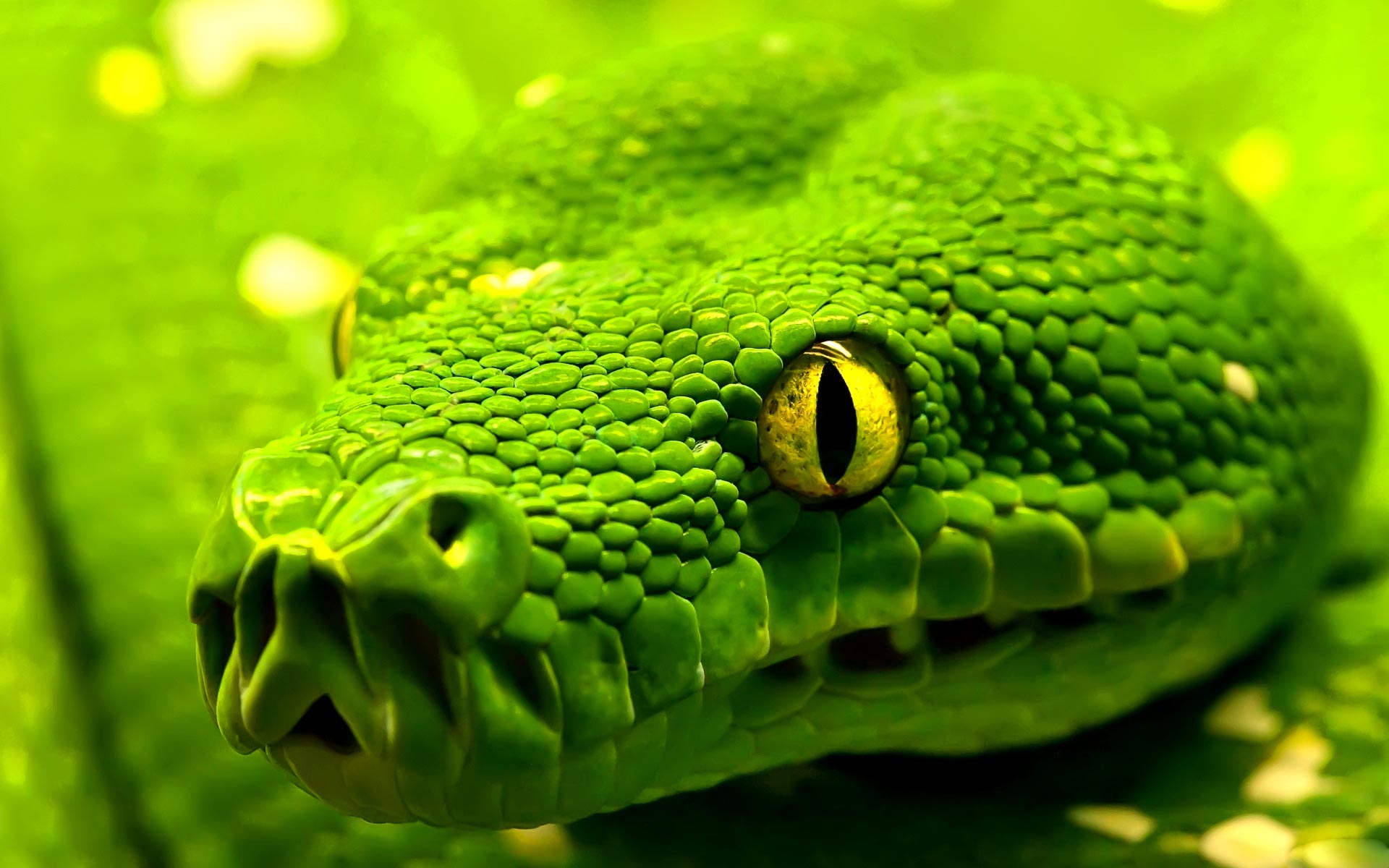 HD Snake Wallpaper, Beautiful Green HD Snake Wallpaper