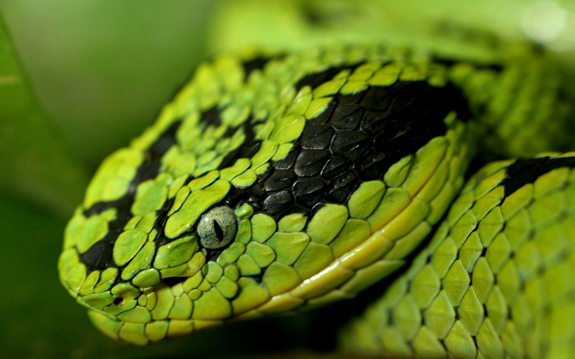 Beautiful Snakes, Beautiful, Head, Snake, green, Eyes, Love, Snake