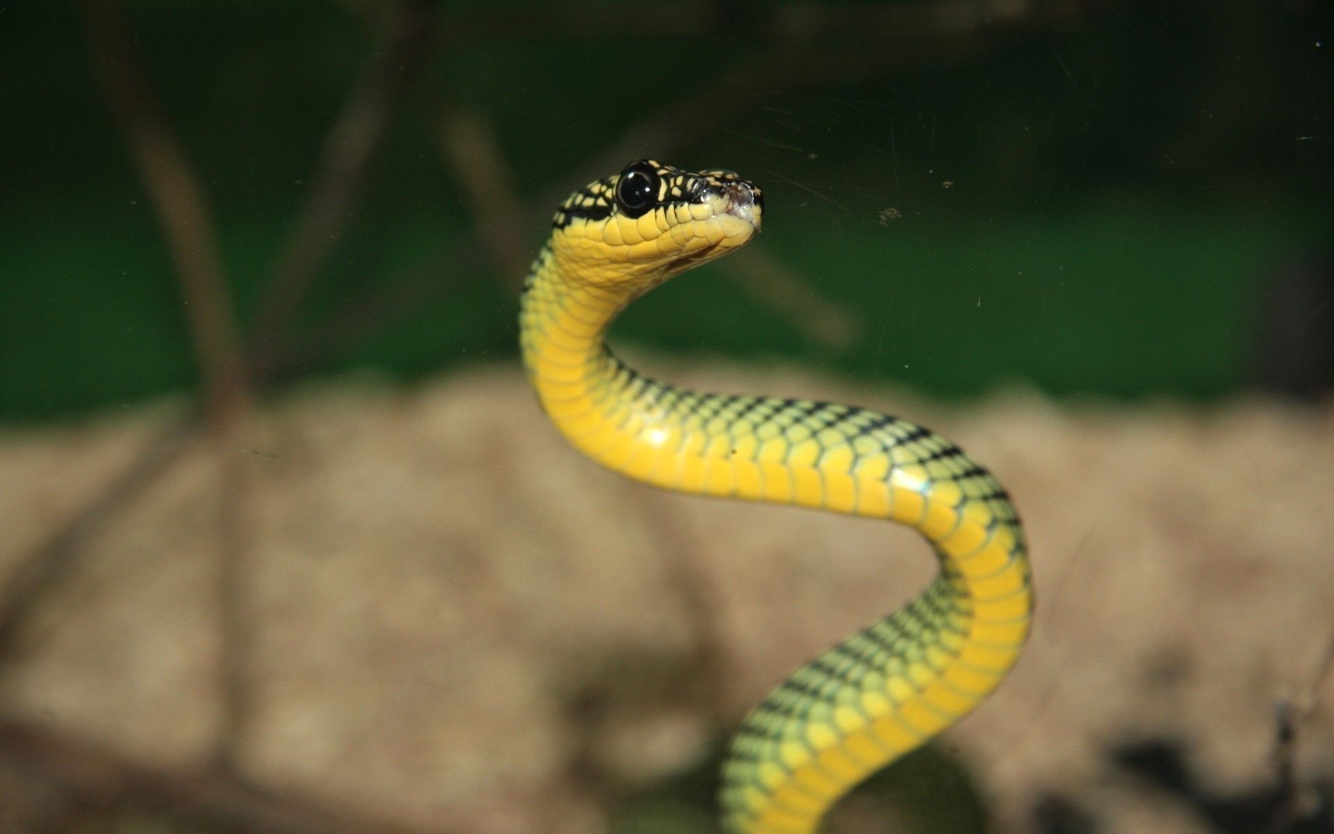 Beautiful Wild Snake Picture Image Download, HD