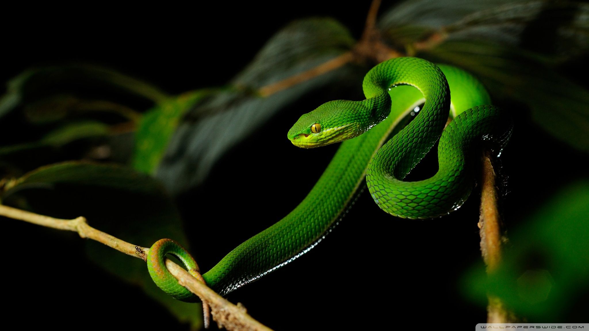 White Lipped Pit Viper Snake Ultra HD Desktop Background Wallpaper