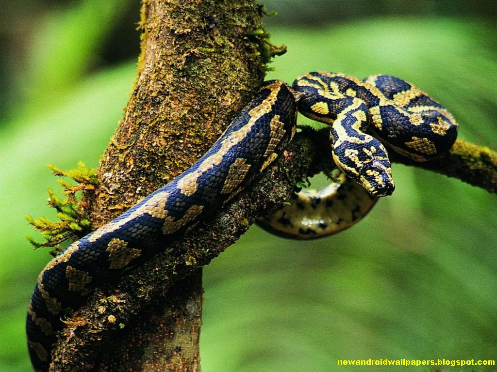 Beautiful HD Wallpaper For Android: Awesome And Dangerous Snakes
