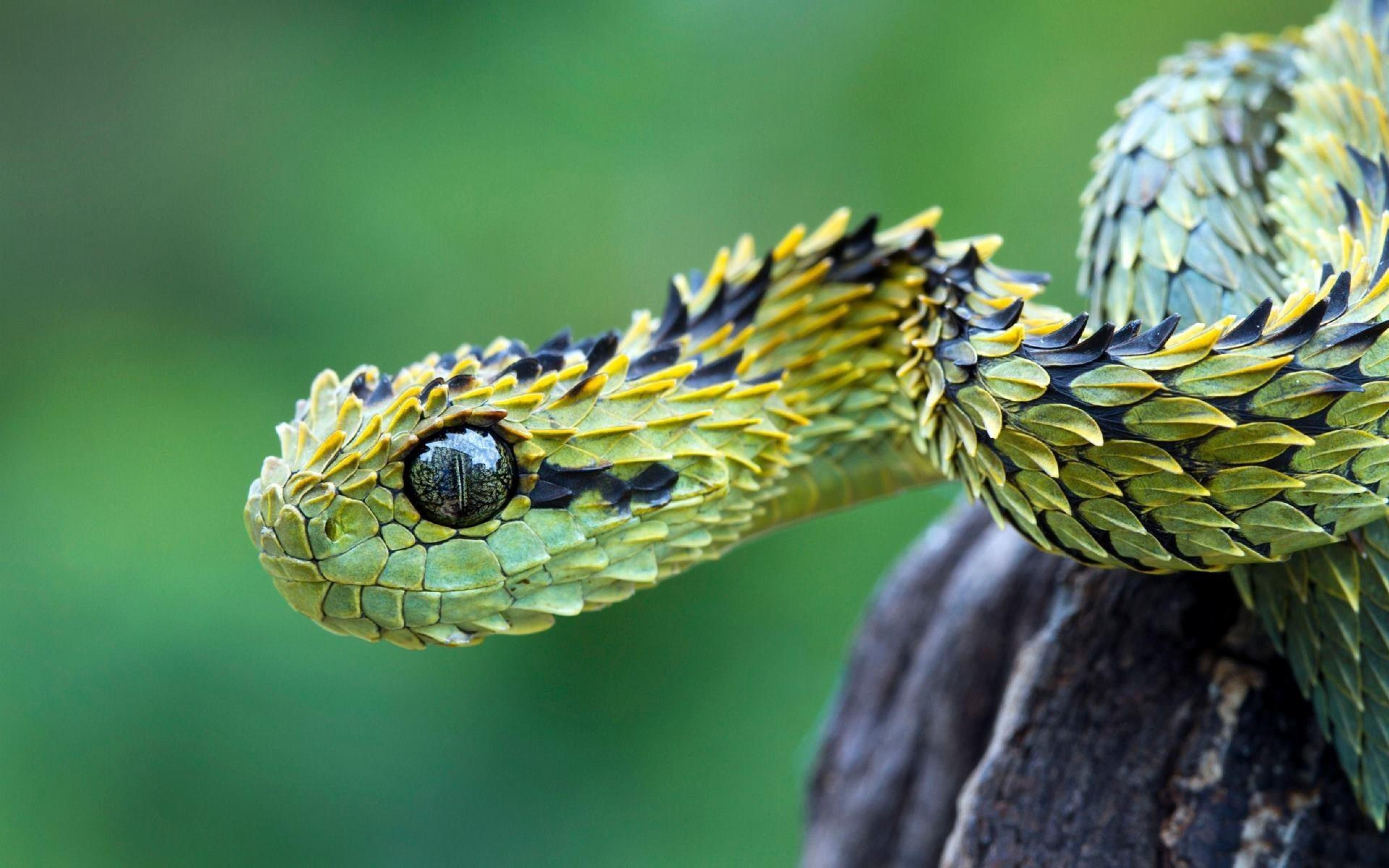 Unusual Snakes Barbed Green Snake Camouflage HD Wallpaper