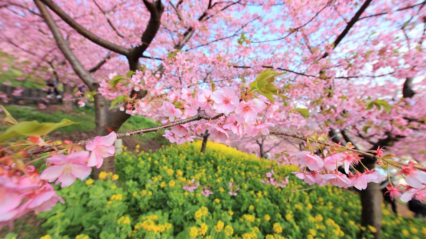 Download wallpaper 1366x768 spring, bloom, tree, flowers tablet
