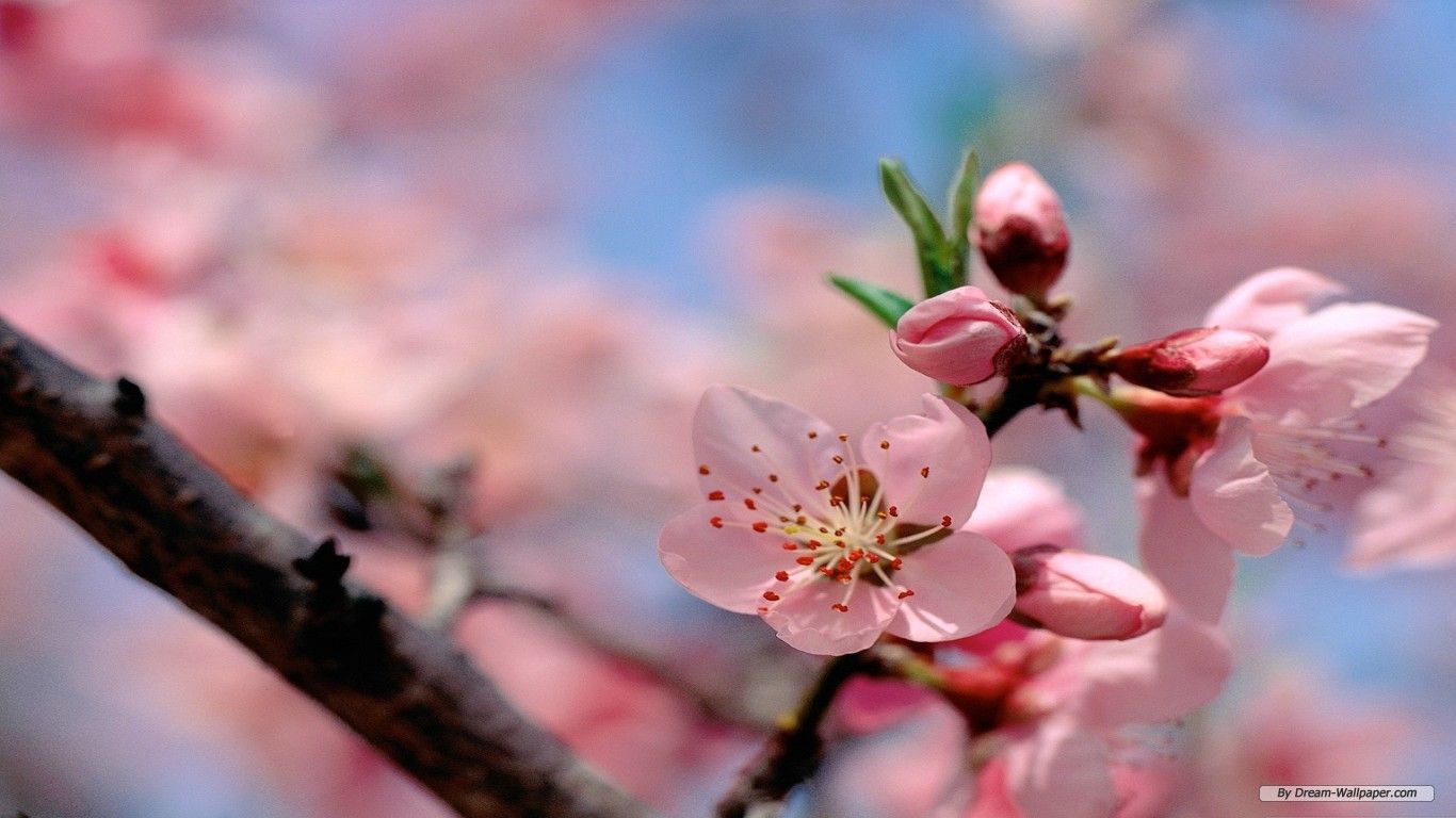 Download Spring Flower Index HD Wallpaper 1366x768. Surftin.com