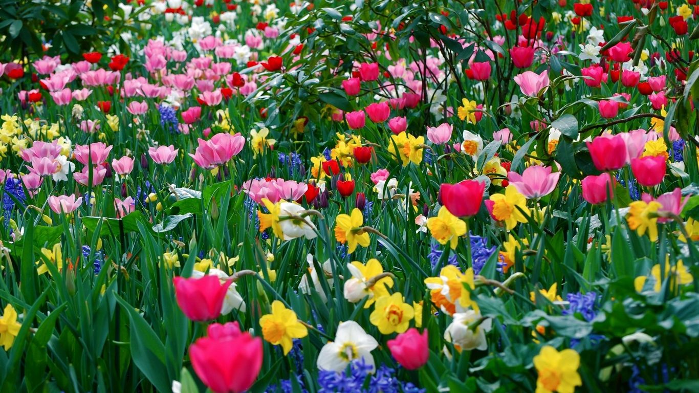 Download wallpaper 1366x768 flowers, flowerbed, different tablet