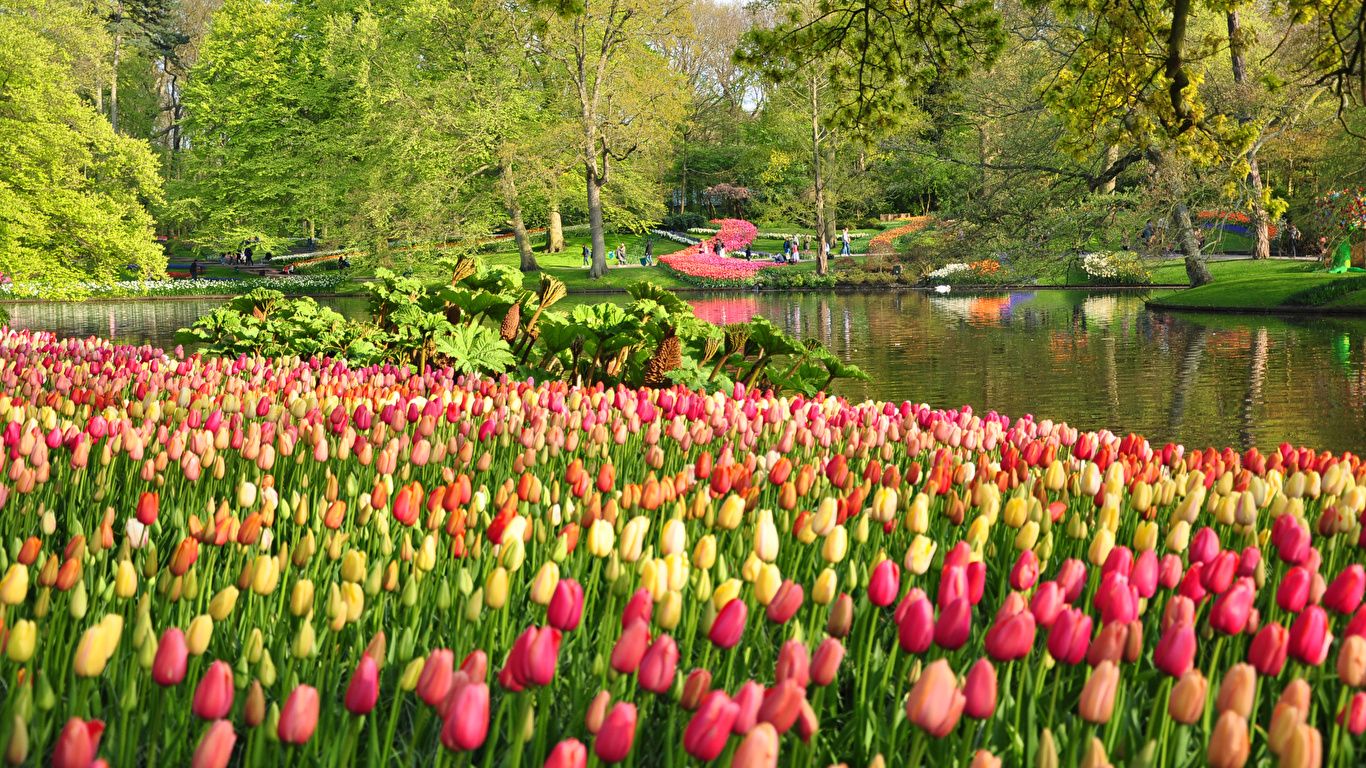 Picture Netherlands Keukenhof Nature Tulips Spring Pond 1366x768
