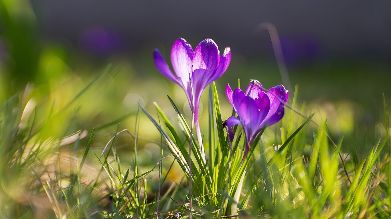 Photo Spring flower Crocuses Grass 1366x768