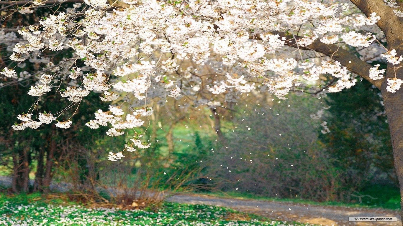 Spring. Tree painting, Blossom trees, Cherry blossom tree