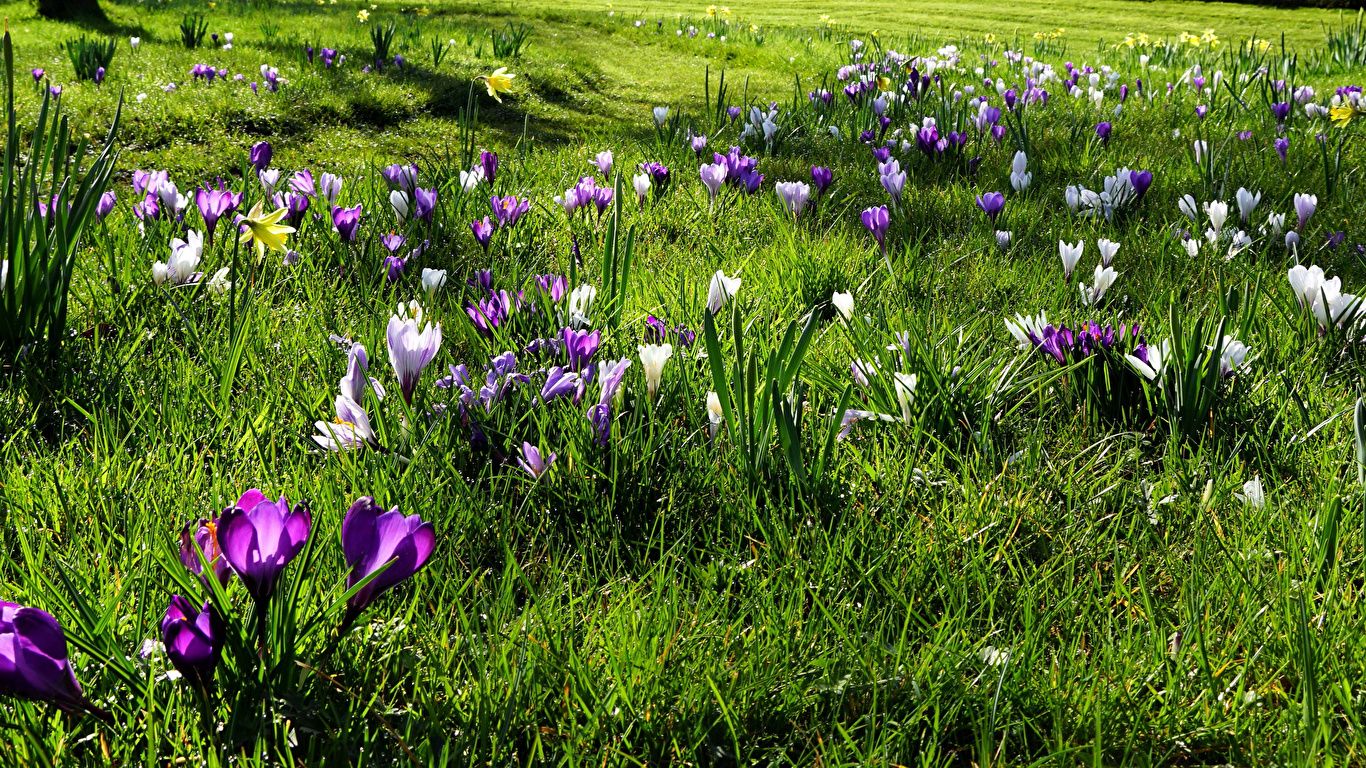 Wallpaper Spring flower Crocuses Grass Many 1366x768