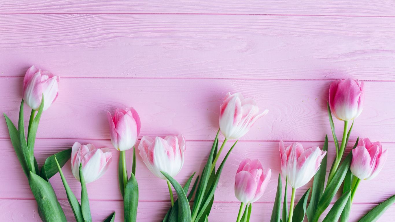 Tulip, Flowers, Fresh, Wallpaper Wallpaper For Mobile