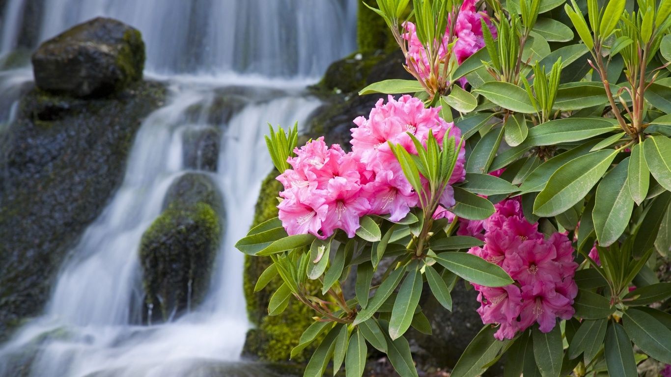Spring Flowers and Waterfall desktop PC and Mac wallpaper