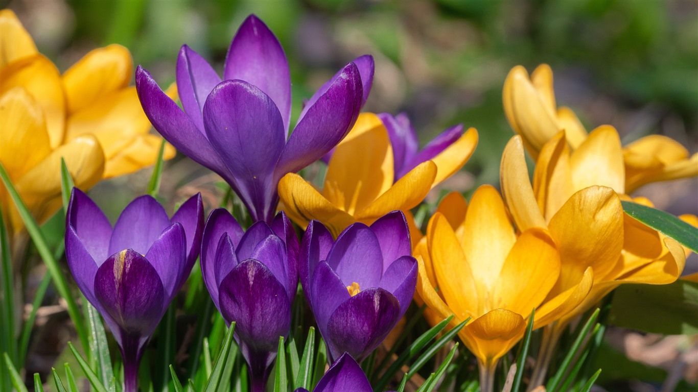 Wallpaper Yellow and purple crocus, spring flowers 3840x2160 UHD