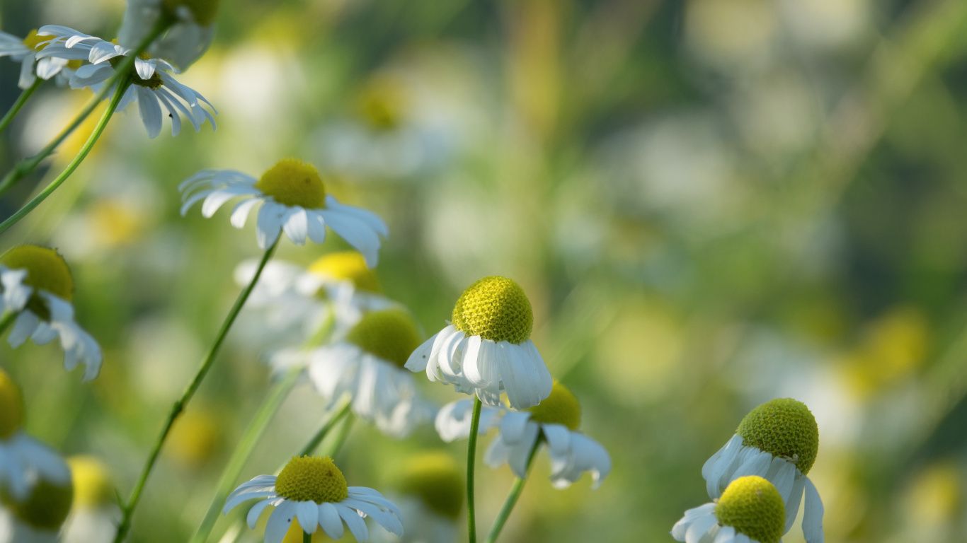 Download 1366x768 wallpaper meadow, spring, daisy, blur, flowers