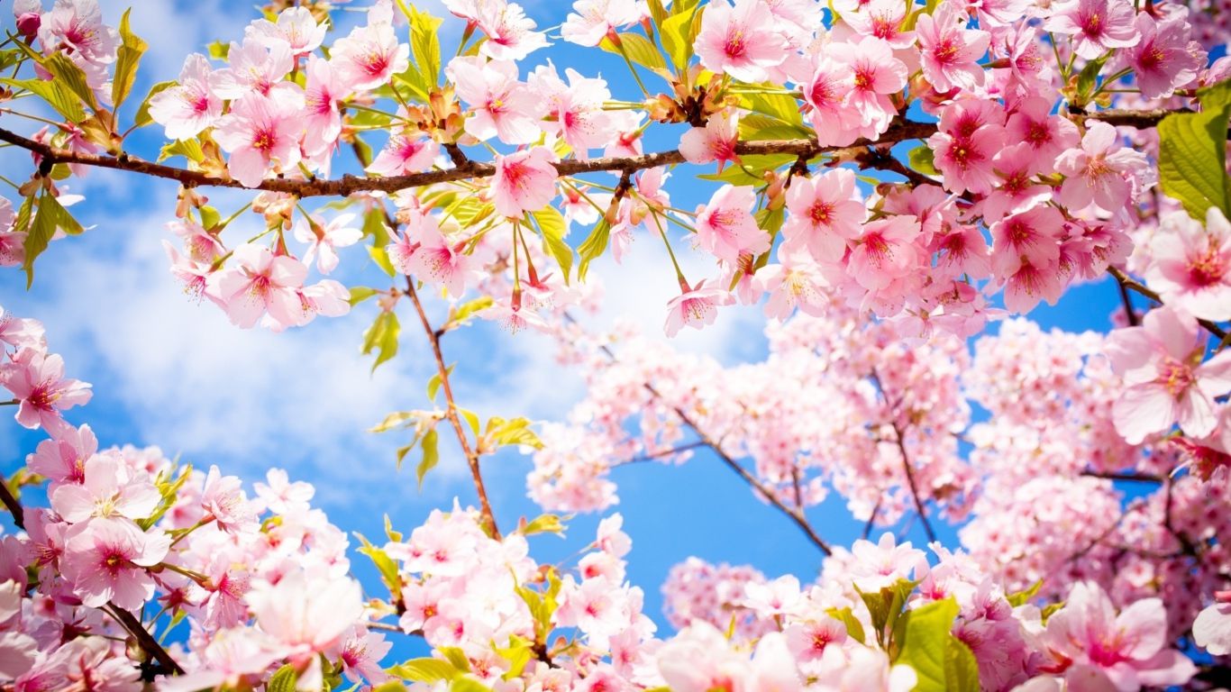 Beautiful spring flowering forest Desktop wallpaper 1366x768
