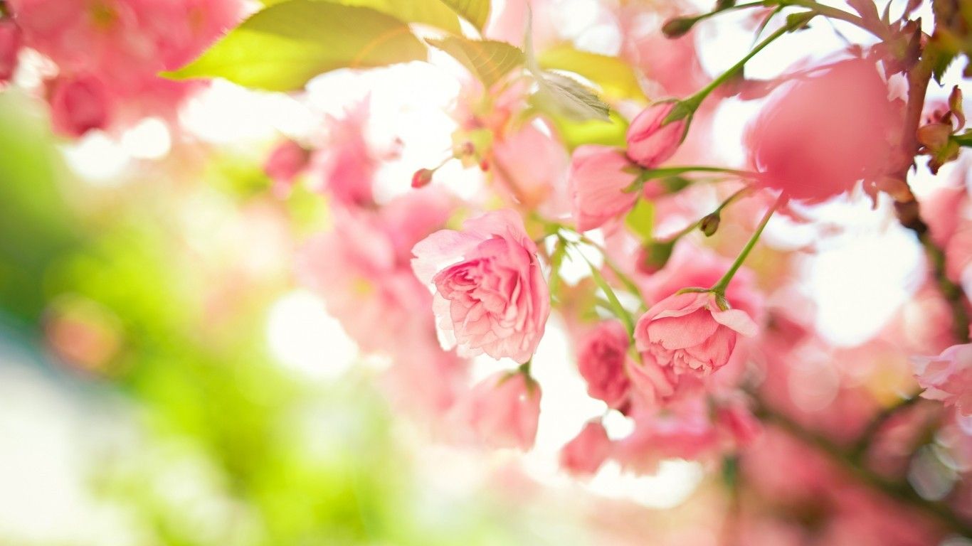 Download 1366x768 Pink Spring Flowers, Blurry, Bloom Wallpaper