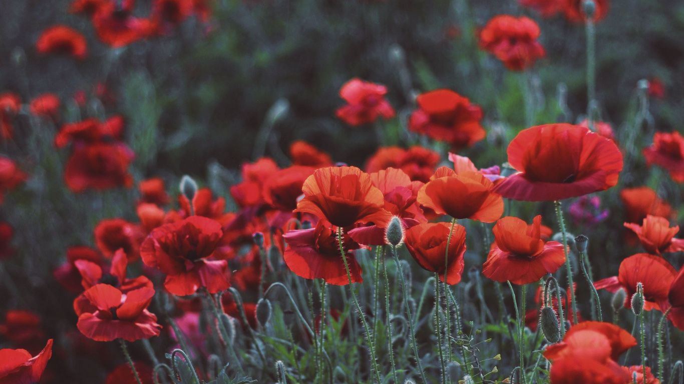 Download 1366x768 wallpaper poppies, flower field, meadow, spring