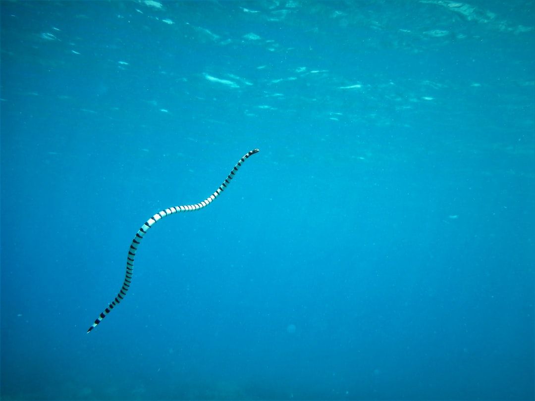 Sea Snake Picture. Download Free Image
