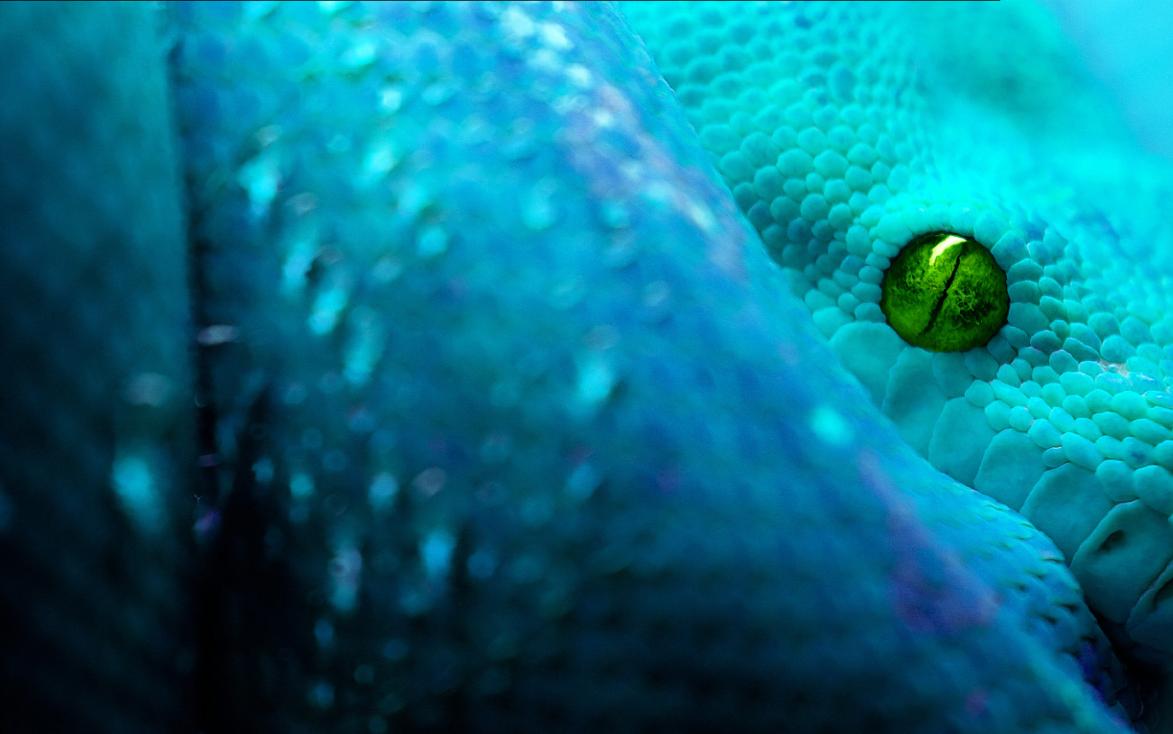 Moving Snake Wallpaper