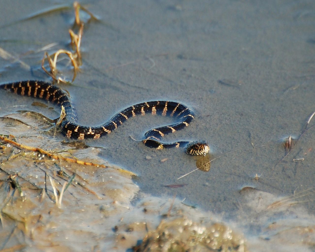 Water snake wallpaper dowload