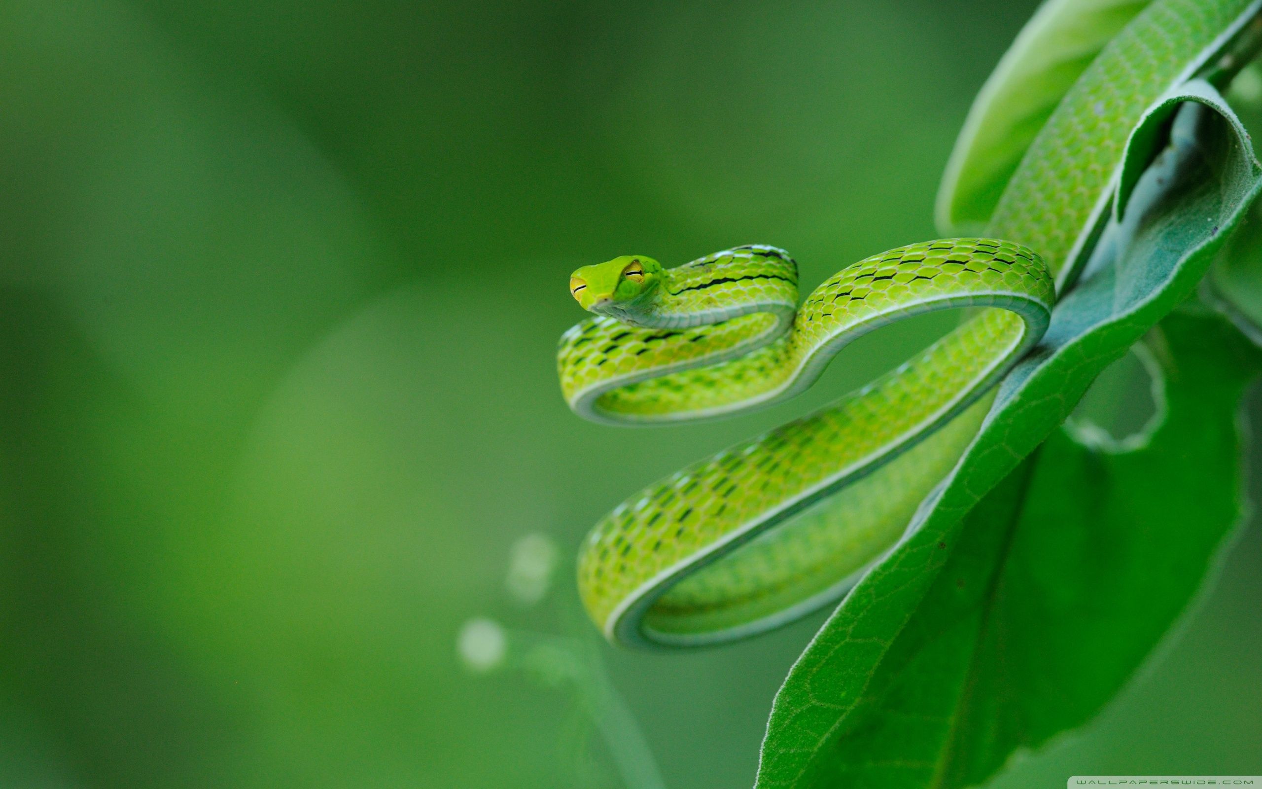 Exotic Snake Ultra HD Desktop Background Wallpaper for 4K UHD TV