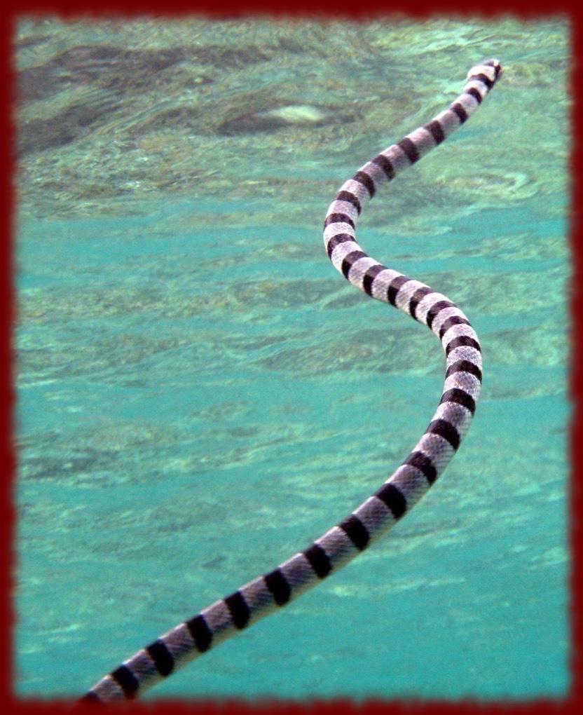 Sea Snakes wallpaper for Android