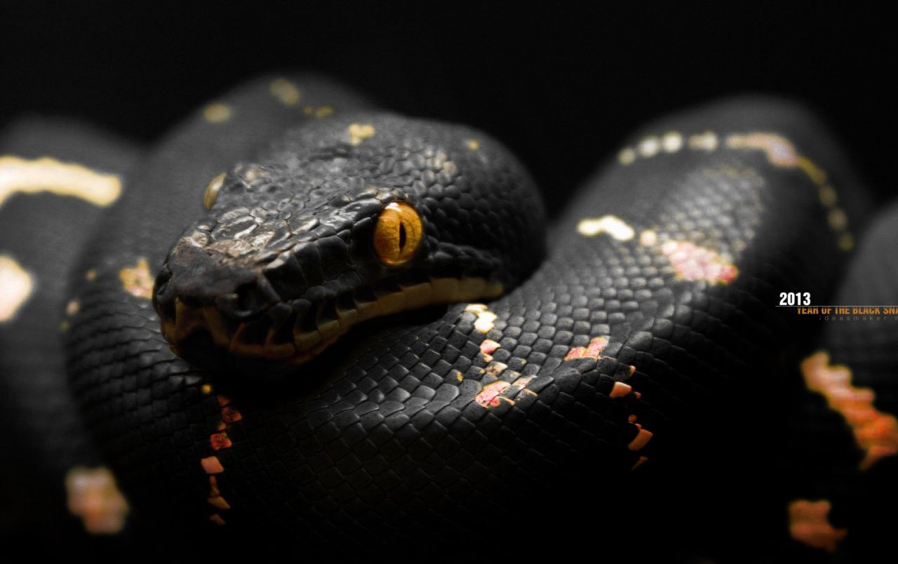 Year Of The Black Snake Wallpaper Snake