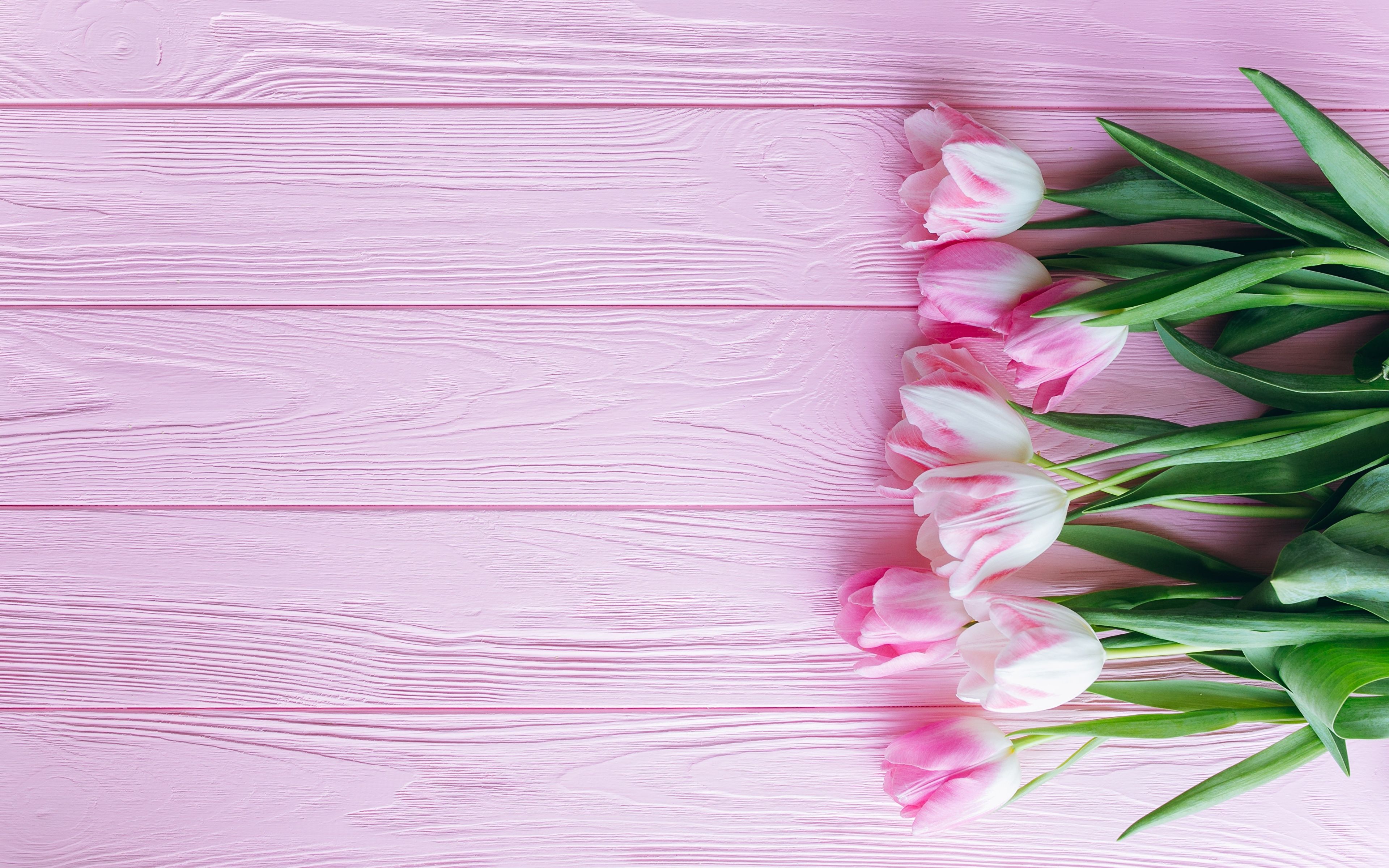 Picture tulip Pink color flower boards 3840x2400