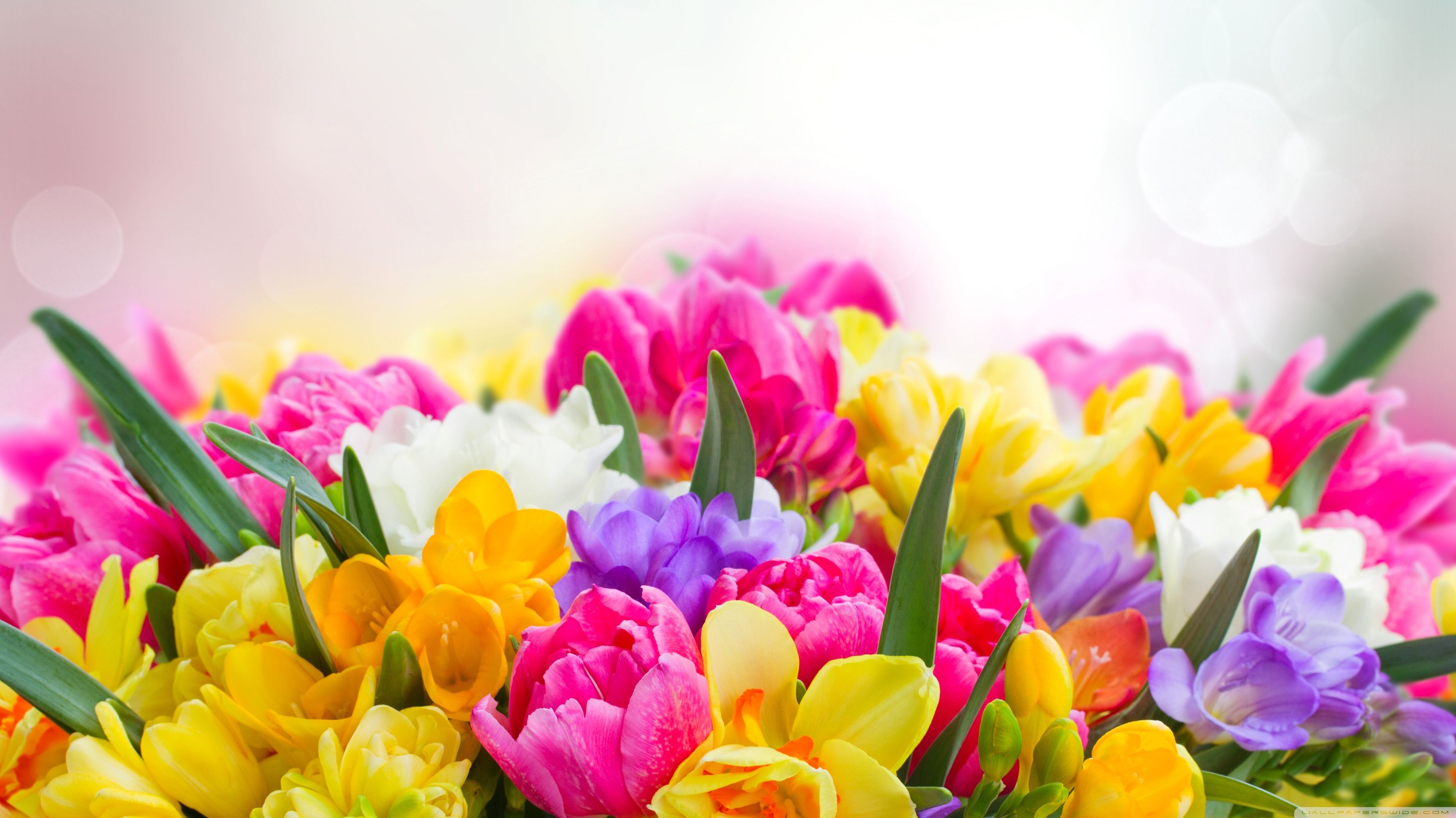 Beautiful Spring Flowers Ultra HD Desktop Background Wallpaper