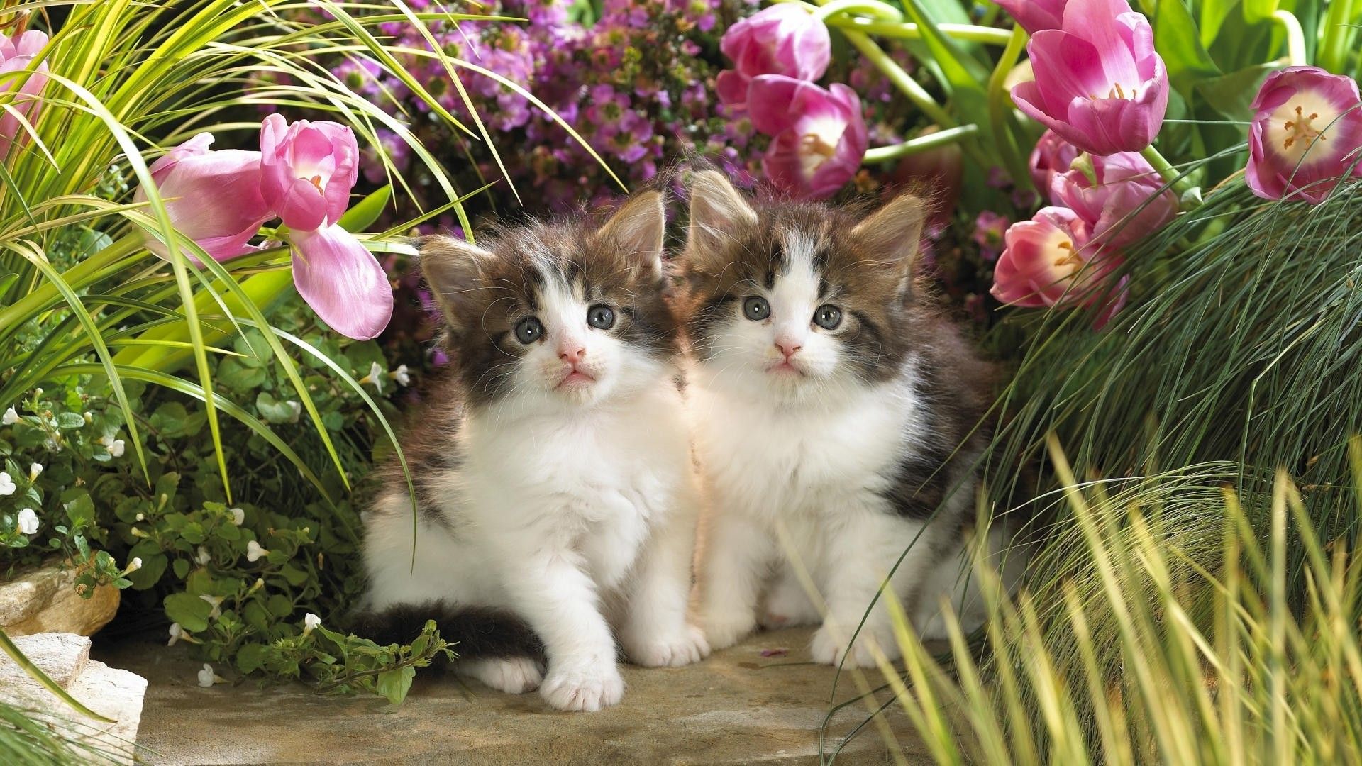 Kitten Spring Wallpaper