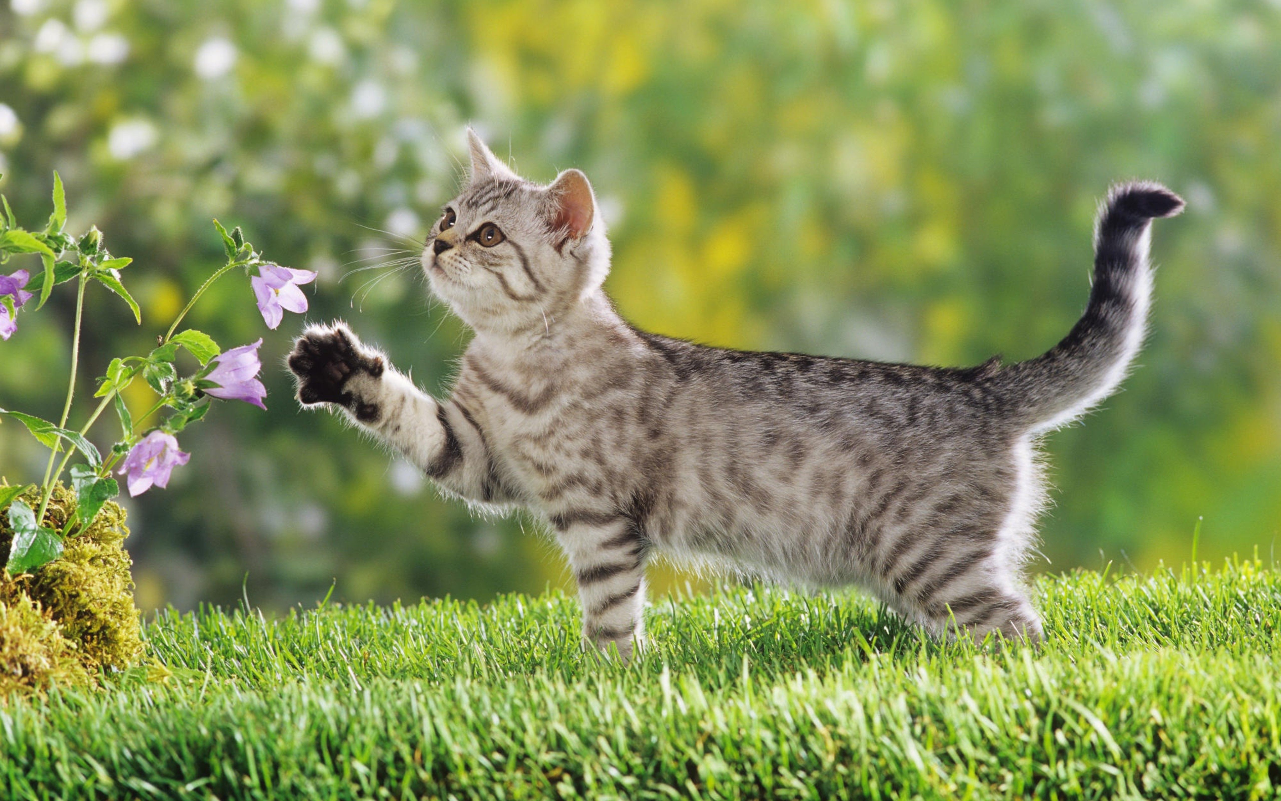 Little tiger cat play with flowers spring wallpaper