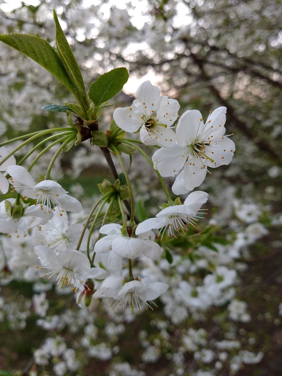 HD wallpaper: april, flowers, flowering, cherry, spring, tree