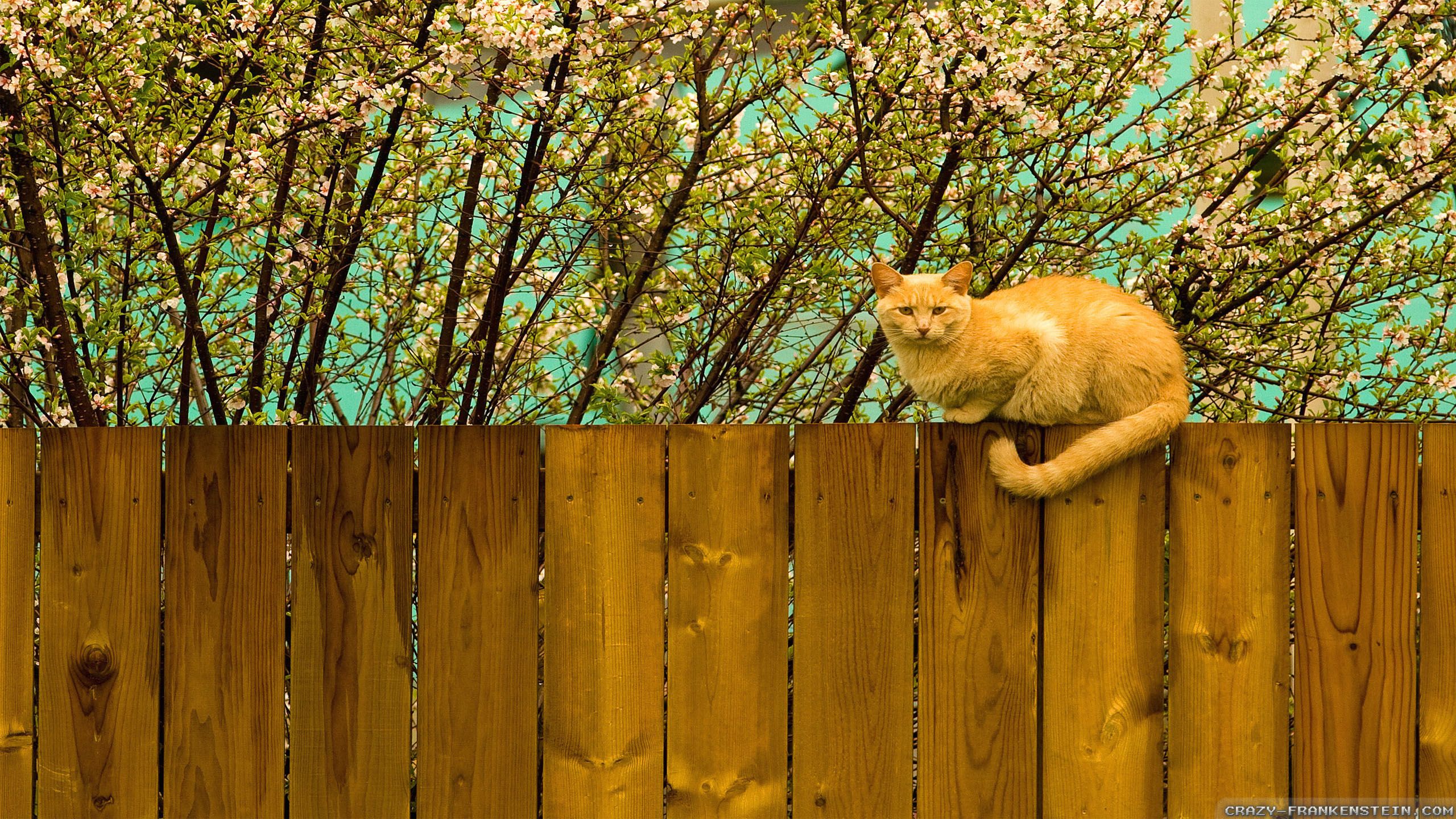 14++ Spring Cats Wallpaper 1920x1080