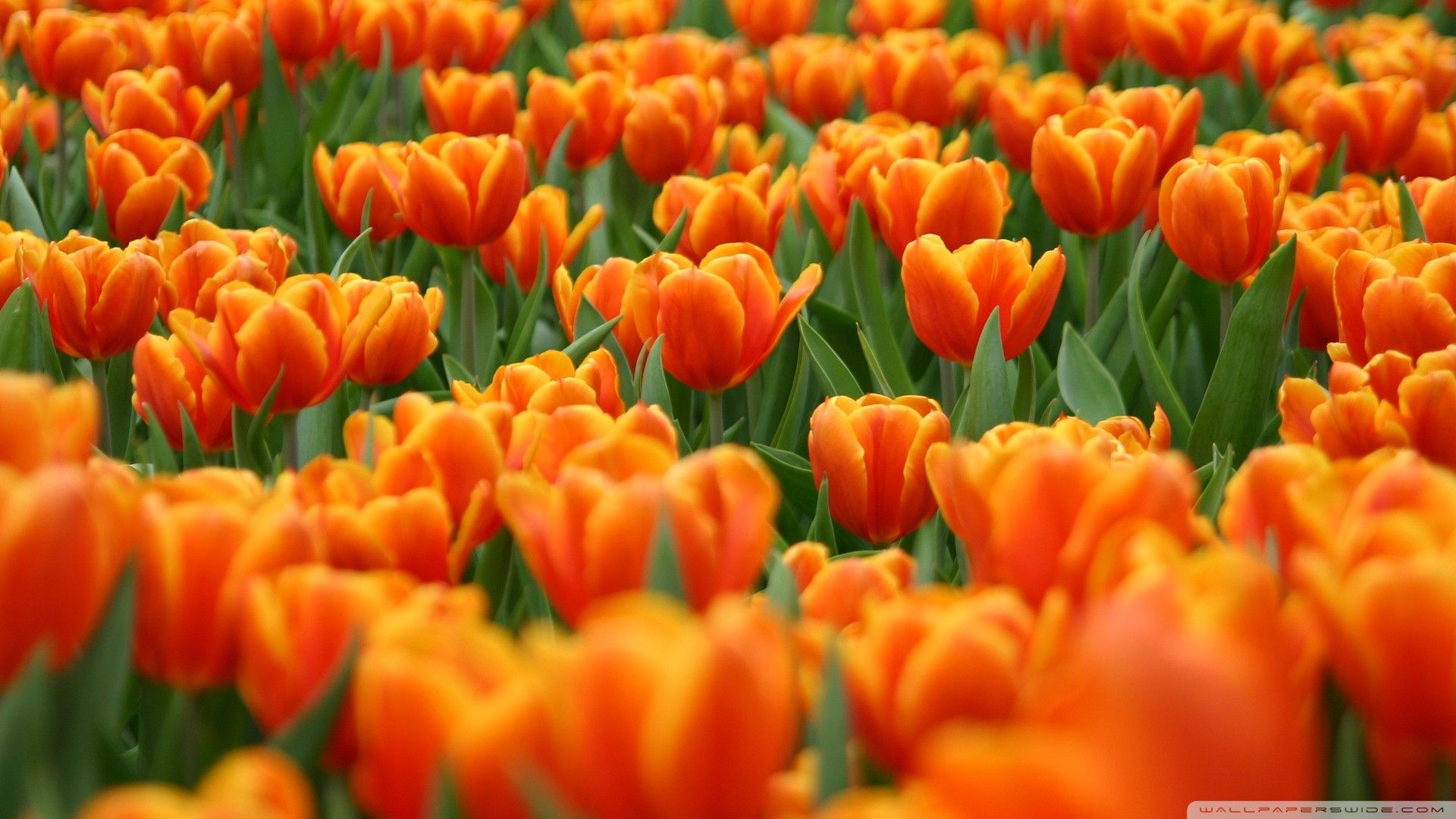 Orange Tulips Spring Flowers Wallpaper Desktop Wallpaper