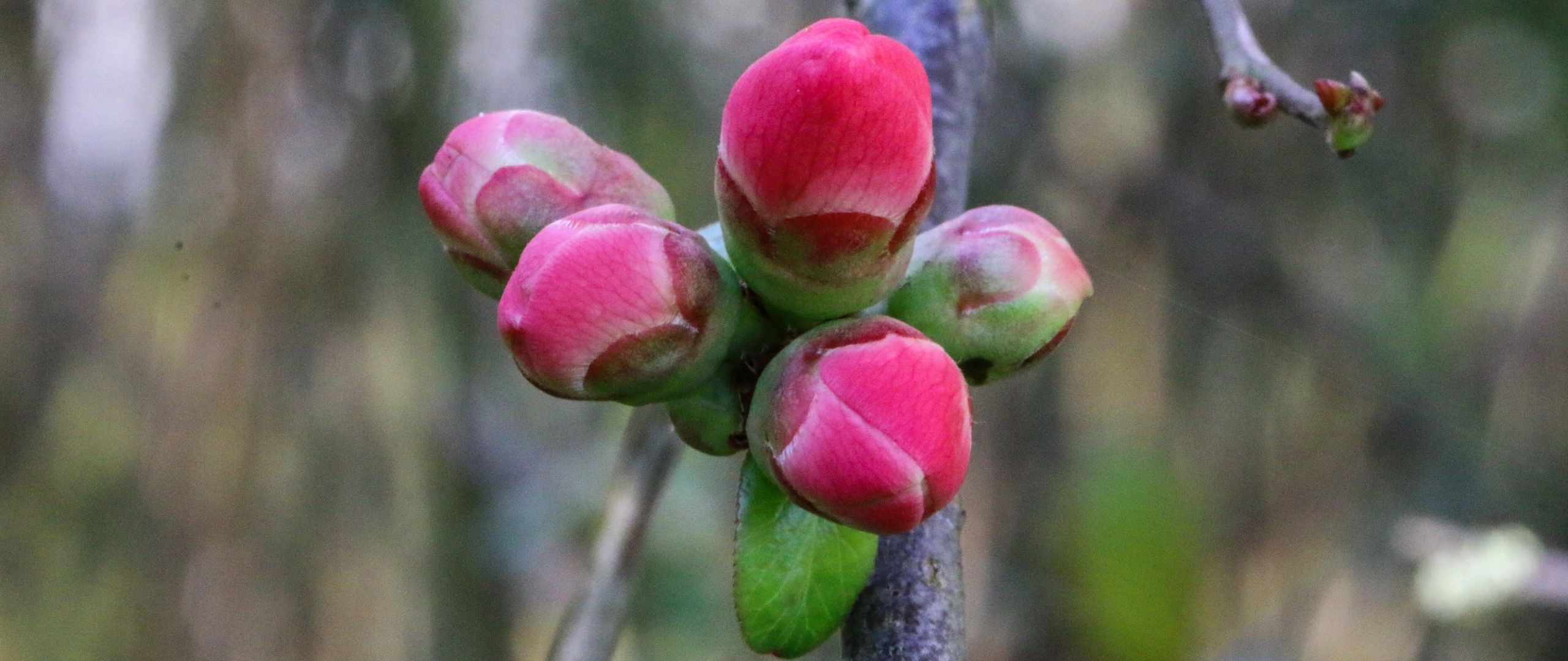 Download wallpaper 2560x1080 buds, spring, flowers, tree dual wide