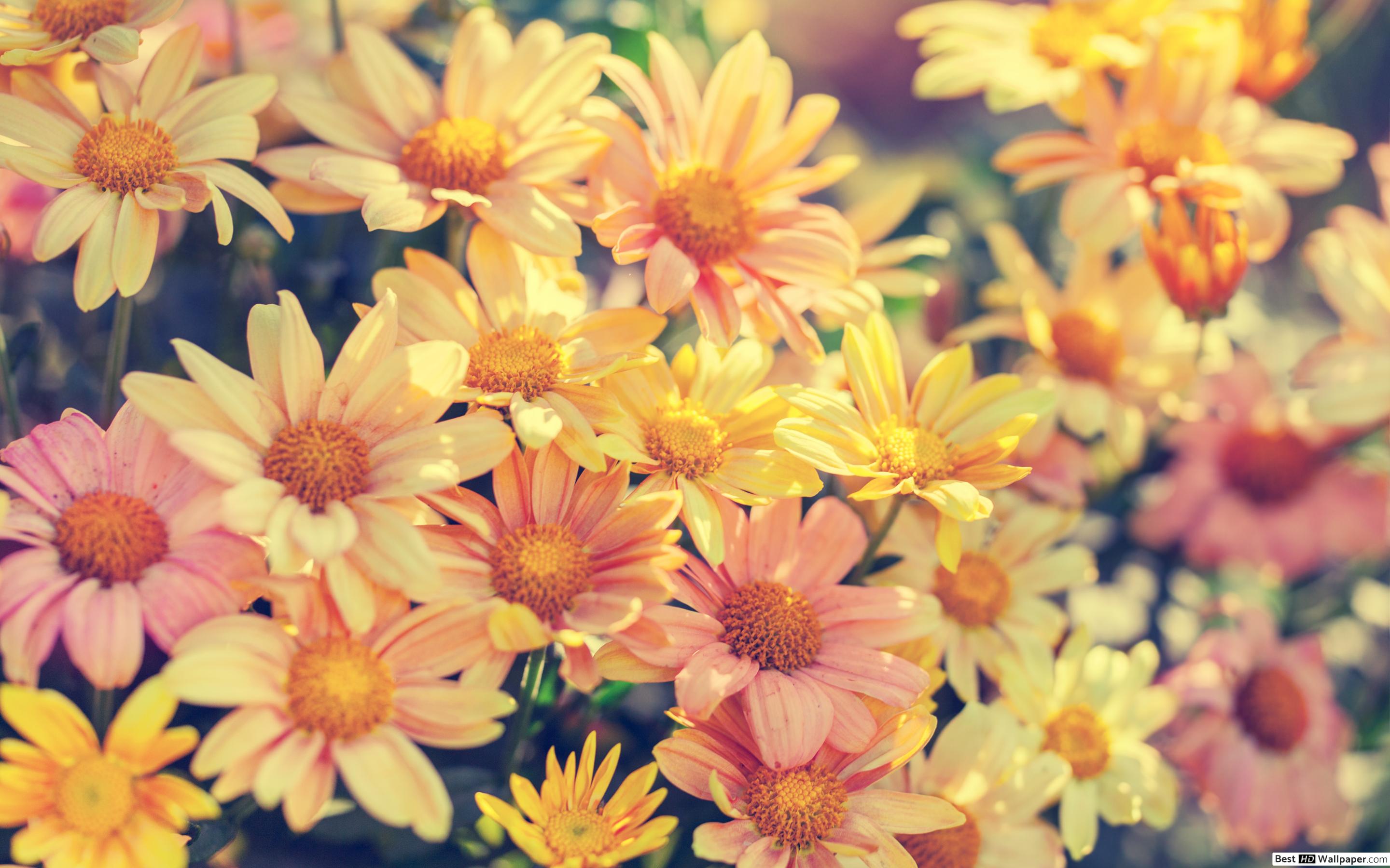 Colorful spring flowers HD wallpaper download