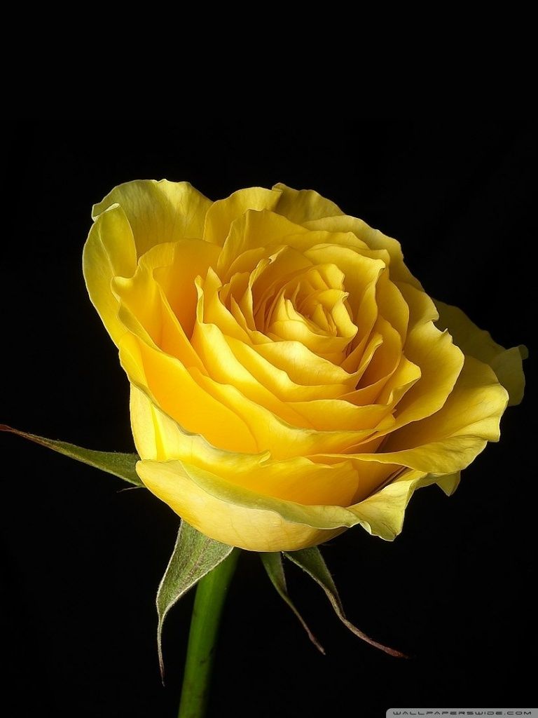 Yellow Rose Cell Phone Wallpaper HD Wallpaper For