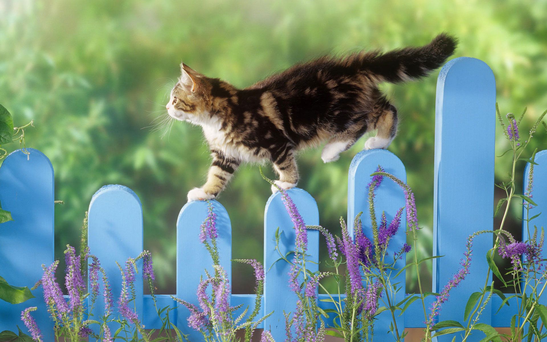 Kitten Balance Wallpaper Cat, Download Wallpaper