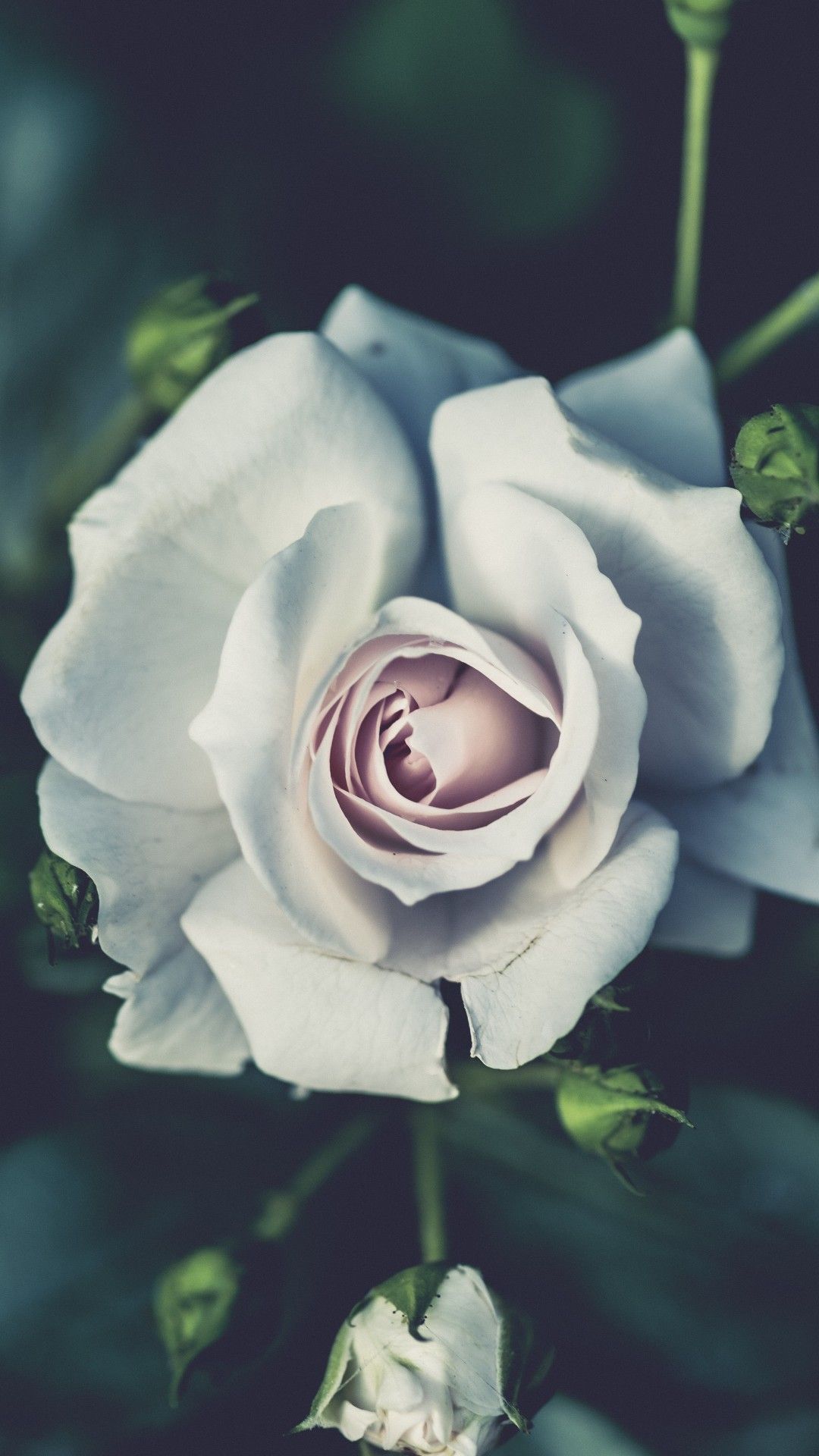 White Rose iPhone Wallpaper