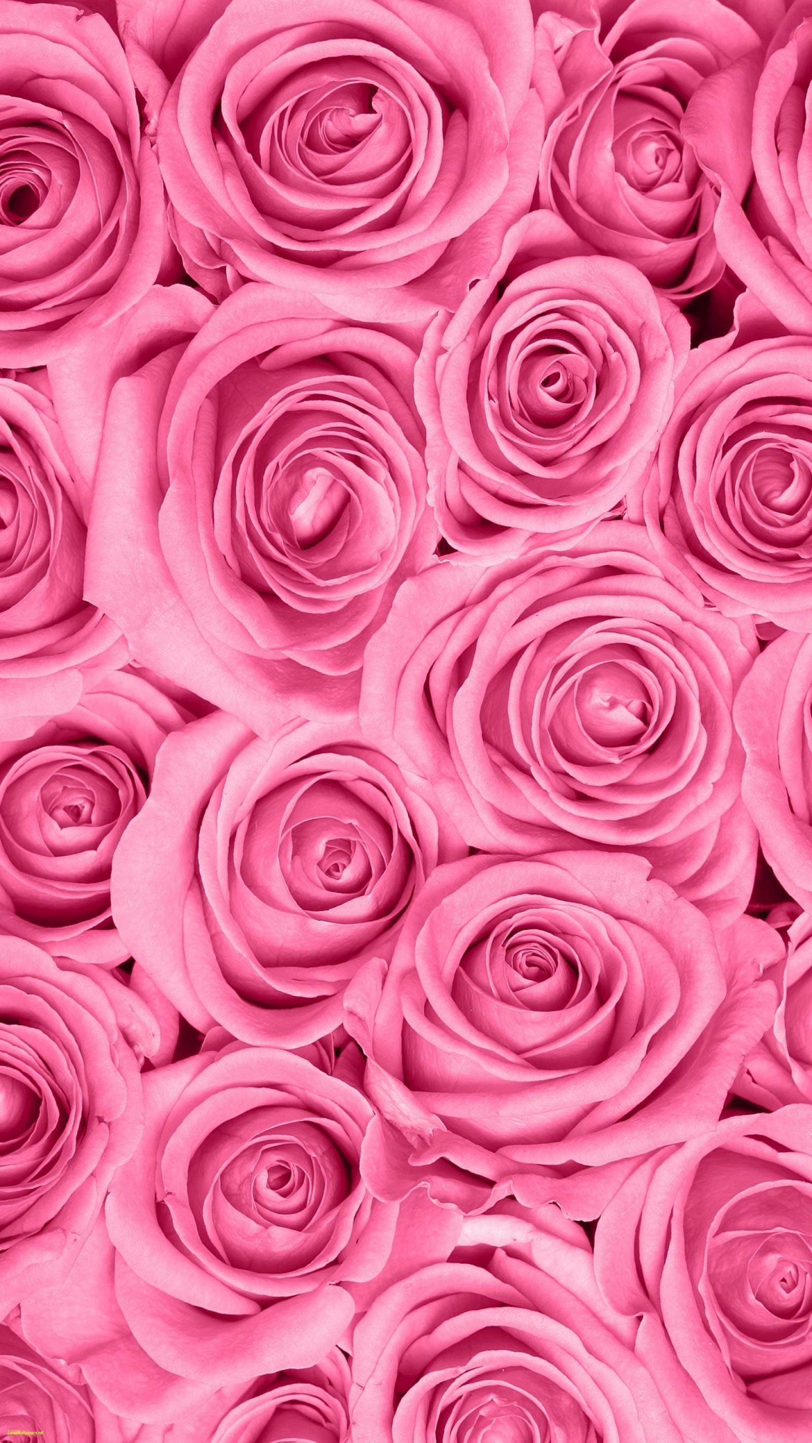 Pink Rose Wallpaper For Mobile, Download Wallpaper