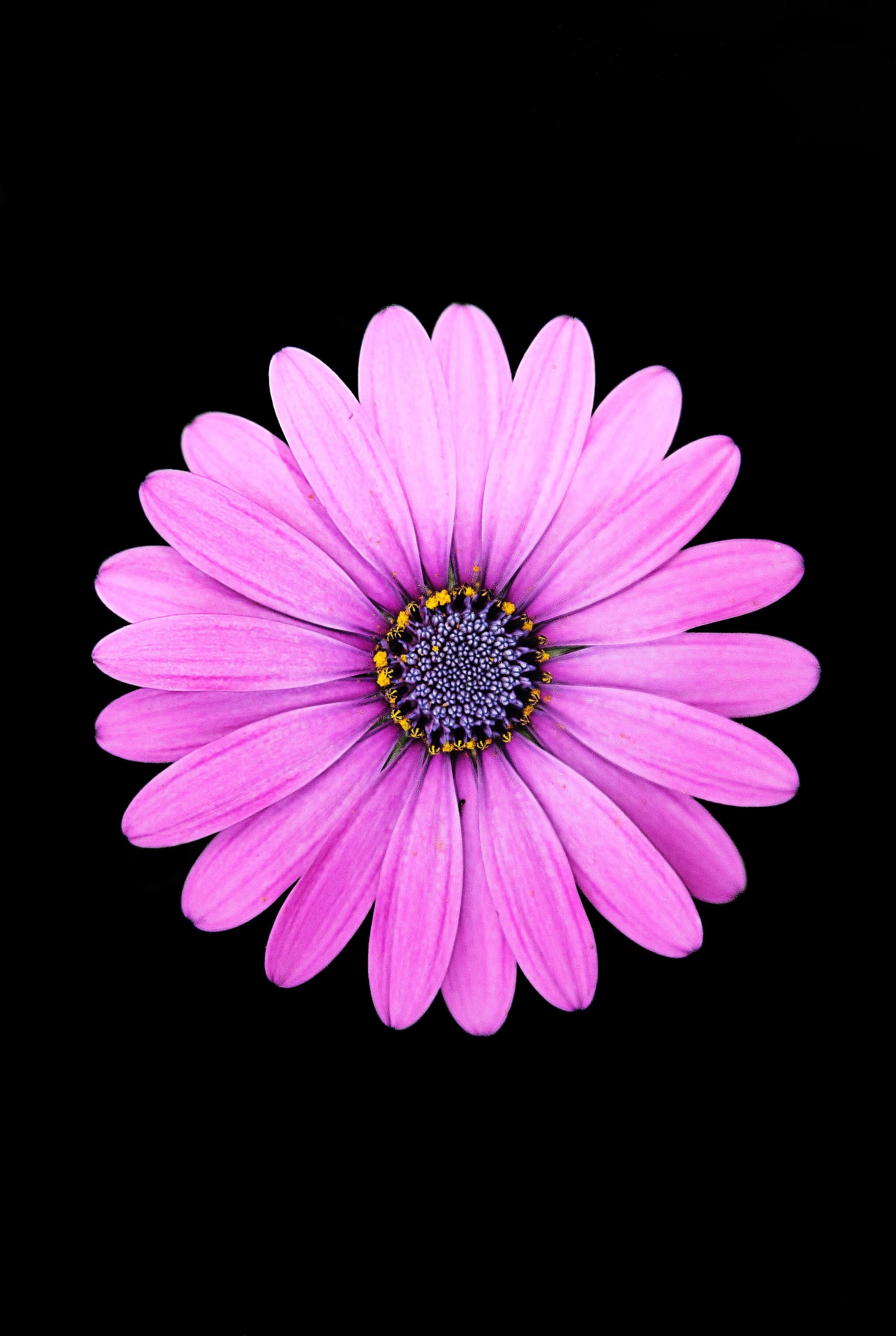 AMOLED Flower Wallpaper. Purple daisy, Dark wallpaper iphone